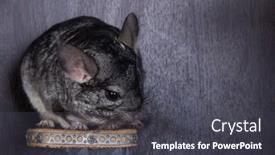  Presentation with eating - Beautiful theme featuring funny-little-chinchilla-eating backdrop and a dark gray colored foreground