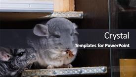  Presentation with eating - Slide deck having funny-little-chinchilla-eating background and a dark gray colored foreground