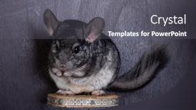  Presentation with eating - Colorful slide deck enhanced with funny-little-chinchilla-eating backdrop and a gray colored foreground
