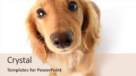  Presentation with dachshund - Cool new presentation theme with funny little dachshund distorted by wide angle closeup focus on the eyes backdrop and a coral colored foreground