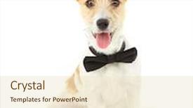  Presentation with russell - Colorful theme enhanced with funny little dog jack russell terrier with bow tie isolated on white backdrop and a lemonade colored foreground
