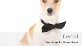  Presentation with russell - Amazing PPT theme having funny-little-dog-jack-russell backdrop and a light gray colored foreground