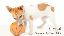  Presentation with russell - Colorful theme enhanced with funny-little-dog-jack-russell backdrop and a lemonade colored foreground