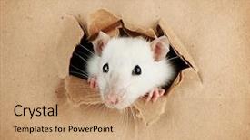  Presentation with rat - Audience pleasing presentation theme consisting of funny little rat on paper backdrop and a coral colored foreground