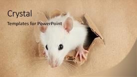  Presentation with white rat - Slide deck consisting of funny little rat on paper background and a coral colored foreground