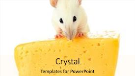  Presentation with white rat - Presentation enhanced with funny little rat with cheese isolated on white background and a light gray colored foreground