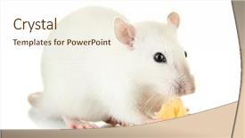  Presentation with white rat - Theme featuring funny little rat with cheese background and a cream colored foreground