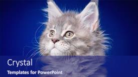  Presentation with maine - Beautiful slide set featuring funny maine coon kitten 2 months old looking away close-up studio photo of gray little cat on blue background portrait of beautiful domestic kitty backdrop and a navy blue colored foreground