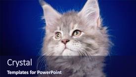  Presentation with maine - Audience pleasing presentation consisting of funny maine coon kitten 2 months old looking away close-up studio photo of gray little cat on blue background portrait of beautiful domestic kitty backdrop and a navy blue colored foreground