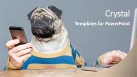  Presentation with man head in hands - PPT theme featuring funny man with pug dog background and a gray colored foreground