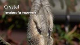  Presentation with africa - Slide deck featuring funny-meerkat-watching-tanzania-africa background and a tawny brown colored foreground