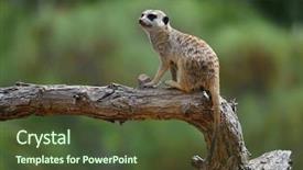  Presentation with funny - Presentation theme enhanced with funny meerkat watching background and a tawny brown colored foreground