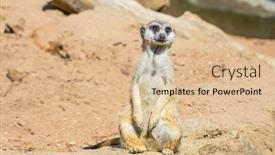  Presentation with funny animal - Presentation consisting of funny-meerkatin-the-zoo-aviary background and a lemonade colored foreground