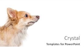  Presentation with cross - Presentation theme enhanced with funny-mongrel-bastard-dog-cross background and a white colored foreground