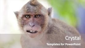  Presentation with monkey - Presentation with funny monkey close-up portrait background and a gray colored foreground