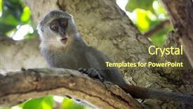  Presentation with child jumping tree - Presentation theme enhanced with funny monkey sit on tree background and a tawny brown colored foreground