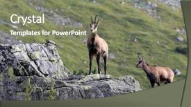 Presentation with mountain - Theme enhanced with funny mountain goat on stone background and a gray colored foreground