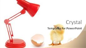  Presentation with incubator - Presentation design consisting of funny-newborn-chick-is-looking background and a white colored foreground