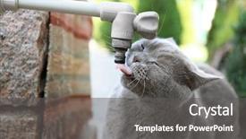  Presentation with water tap - Presentation theme having funny overweight cat drinking water background and a dark gray colored foreground
