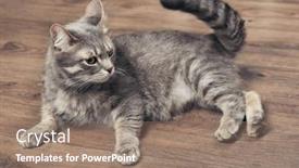  Presentation with cat - PPT layouts enhanced with funny-overweight-cat-lying background and a coral colored foreground