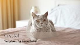  Presentation with cat - Slides featuring adiposity - funny overweight cat lying background and a coral colored foreground