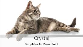  Presentation with cat - Audience pleasing slides consisting of funny-overweight-cat-on-white backdrop and a white colored foreground