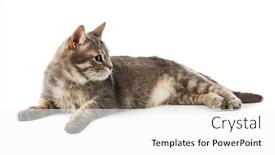 Presentation with cat - Theme enhanced with funny-overweight-cat-on-white background and a white colored foreground