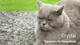  Presentation with outdoors - Slide deck enhanced with funny-overweight-cat-outdoors background and a gray colored foreground