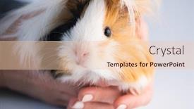  Presentation with funny - PPT theme with funny-peruvian-cavy-in-female background and a lemonade colored foreground