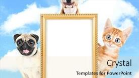  Presentation with funny animal - Beautiful slides featuring funny pets with frame backdrop and a lemonade colored foreground