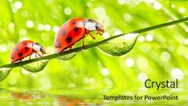  Presentation with ladybugs - Beautiful slide deck featuring funny picture of ladybugs family backdrop and a yellow colored foreground