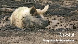  Presentation with pig farm - Colorful PPT theme enhanced with funny-pig-sit-in-mud backdrop and a gray colored foreground