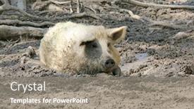  Presentation with pig farm - PPT layouts having funny-pig-sit-in-mud background and a gray colored foreground