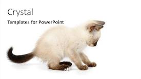  Presentation with kitten - Theme enhanced with funny playful siamese kitten on white background background and a white colored foreground