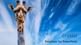  Presentation with savannah - PPT layouts featuring funny-portrait-giraffe-with-beautiful background and a light blue colored foreground