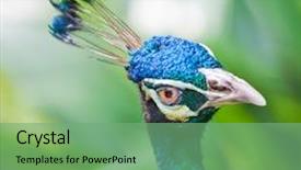  Presentation with indian - Beautiful slides featuring funny portrait of the indian peafowl backdrop and a seafoam green colored foreground