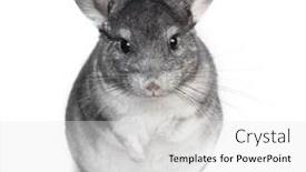  Presentation with funny - Cool new PPT layouts with funny-pretty-grey-chinchilla-isolated backdrop and a white colored foreground