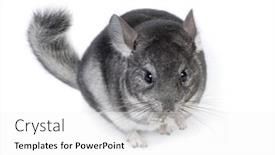  Presentation with funny - Amazing PPT theme having funny-pretty-grey-chinchilla-isolated backdrop and a white colored foreground