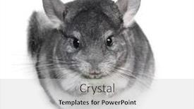  Presentation with funny - Slide set featuring funny-pretty-grey-chinchilla-isolated background and a light gray colored foreground
