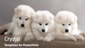  Presentation with funny - Amazing PPT theme having funny puppies of samoyed dog backdrop and a violet colored foreground