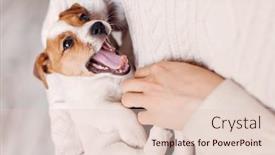  Presentation with puppy - Presentation design enhanced with funny-puppy-resting-and-yawn background and a lemonade colored foreground