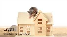  Presentation with white rat - Presentation design with funny rat and decorative house background and a lemonade colored foreground