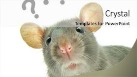  Presentation with white rat - Theme enhanced with christmas decoration with money on christmas and new year background and a gray colored foreground