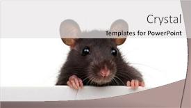  Presentation with advertising - Colorful PPT layouts enhanced with funny rat isolated on white background looking close up because of an advertising banner home mouse is a symbol of 2020 new year backdrop and a light gray colored foreground