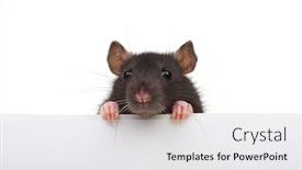  Presentation with rat - Amazing slide set having funny rat isolated on white background looking close up because of an advertising banner backdrop and a white colored foreground