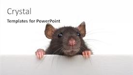  Presentation with white rat - Presentation featuring funny rat isolated on white background looking close up because of an advertising banner background and a white colored foreground