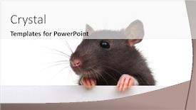  Presentation with white rat - Colorful presentation theme enhanced with funny-rat-isolated-on-white backdrop and a white colored foreground