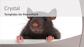  Presentation with white rat - Slide set with funny-rat-isolated-on-white background and a white colored foreground