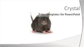  Presentation with white rat - Amazing PPT layouts having funny-rat-isolated-on-white backdrop and a white colored foreground