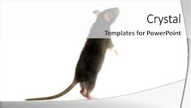  Presentation with white rat - Amazing presentation theme having funny rat isolated on white backdrop and a white colored foreground